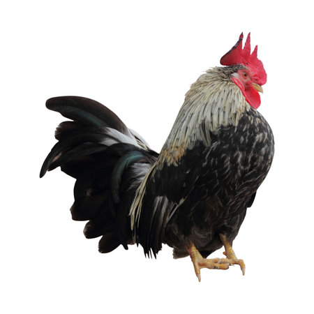 Rooster isolated on white background with clipping path, clipping path includedの写真素材
