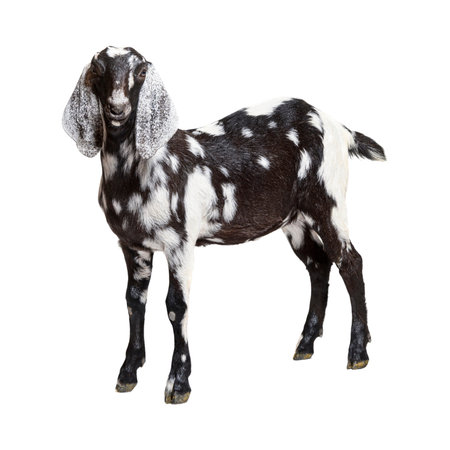 Goat isolated on a white background. Clipping path included.の写真素材