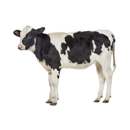 young black and white cow isolated on white background, clipping path includedの写真素材
