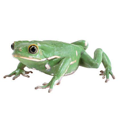 Green tree frog isolated on white background.の写真素材