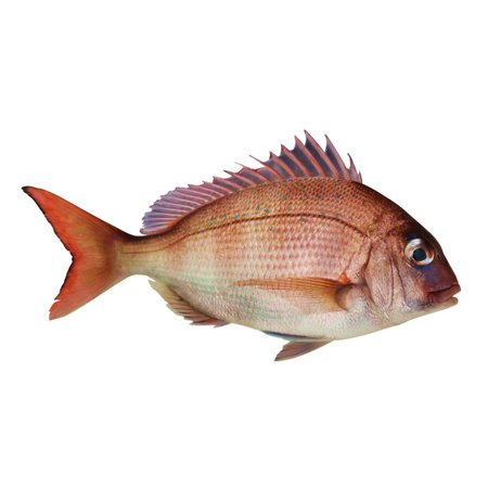Red sea bream isolated on white background. Clipping path included.の写真素材