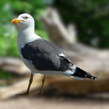 Seagull standing on the ground.の写真素材