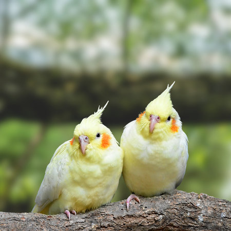 Two white parrots sitting on a tree branch in the park.の写真素材