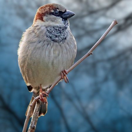 Portrait of a sparrow sitting on a branch in the winterの写真素材