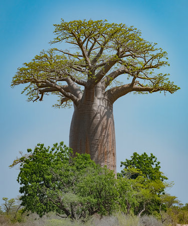 Baobab tree in Madagascar, Africa. The baobab tree is one of the largest trees in the world.の素材