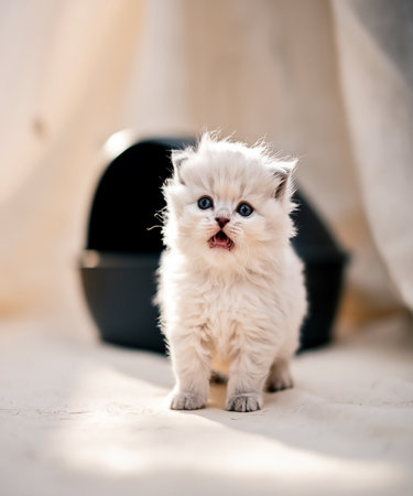 Cute little kitten with blue eyes looking at the camera. Shallow depth of field.の素材