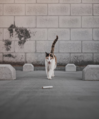 Cute cat playing with a piece of cigarette on the street.の素材