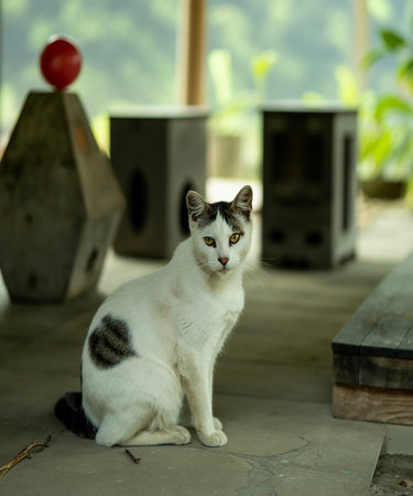 Cute cat sitting on the floor in the garden, Thailand.の素材