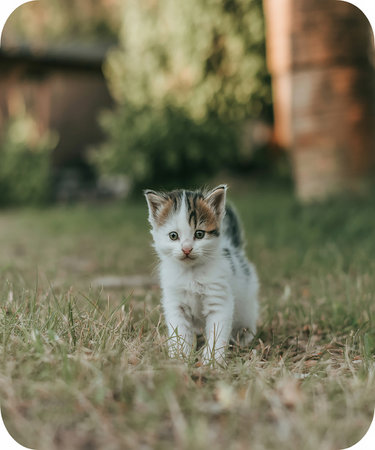 Cute little kitten sitting on the grass in the garden. Vintage style.の素材