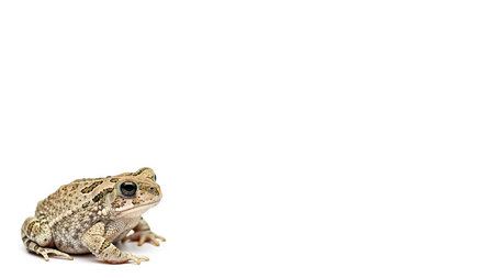 A close-up studio shot of an American Toad, showcasing its textured skin and unique features against a clean white background.の素材