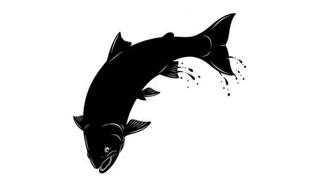 Isolated black silhouette of a salmon fish jumping out of water against a white backgroundの素材