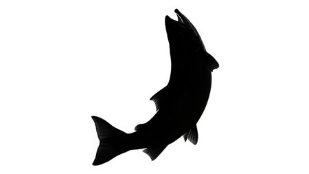 Simple illustration of a fish jumping out of waterの素材