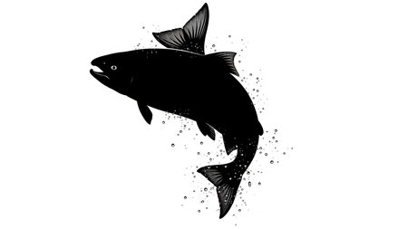 Detailed black silhouette of a salmon fish jumping out of waterの素材