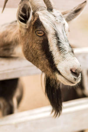 Young brown farm goat stick its head through ranch fence and looking away. Vertical photoの写真素材