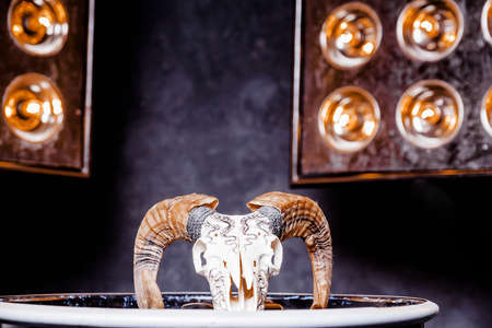 Ram skull on a glossy black surface. A panel with lamps shines on the skull. Horizontal photoの写真素材