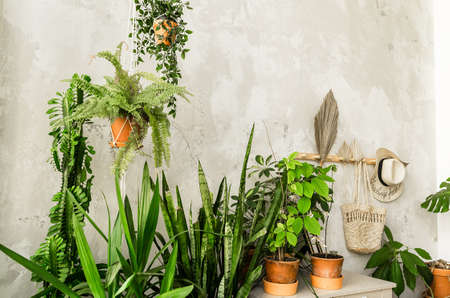 Pots with home plants stand on a cabinet against a wooden wall. Horizontal photoの写真素材