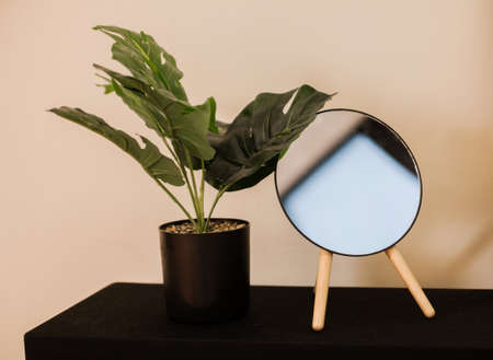 mirror and plant with large green leaves in pot on wooden table. Interior itemsの写真素材