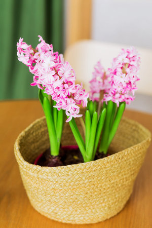 A hyacinth in a wicker vase stands on a brown table in front of a green curtainの写真素材