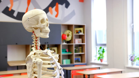 A model of the human skeleton stands in the biology classroom at school. Copy space
