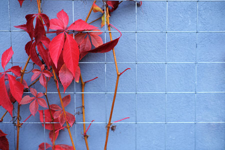 red leaves of decorative grapes on a wall fall. Horizontal photoの写真素材
