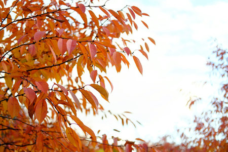 Red-yellow autumn leaves against a cloudy sky. Horizontal photo