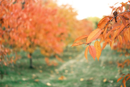 Red-yellow autumn leaves of trees against the background of green grass in a public park. Horizontal photoの写真素材