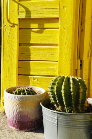 A close-up shot of two potted cacti placed near a vibrant yellow window, showing the contrast between the green plants and the bright background.の写真素材