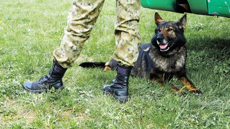 A German Shepherd military dog sits alert beside its handler dressed in camouflage and boots, highlighting the bond and readiness of working military dogs.の写真素材