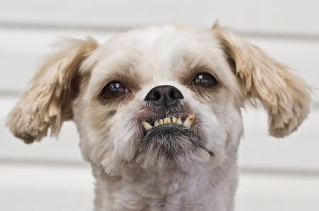 Maltese Shitzu cross breed with peculiar teethの写真素材
