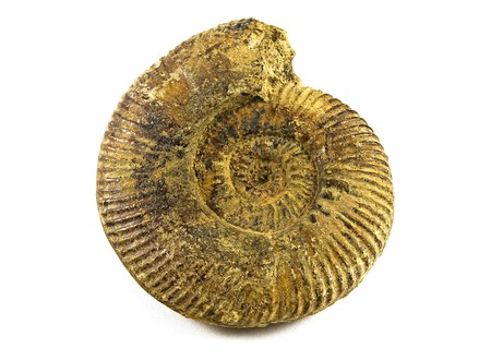 Ammonite Fossil isolated on a white background の写真素材