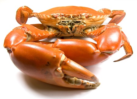 Cooked Mud Crab (Scylla Serrata) with focus on the clawsの写真素材