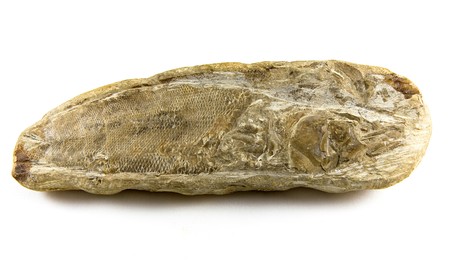 Fish fossil in rock isolated on whiteの写真素材