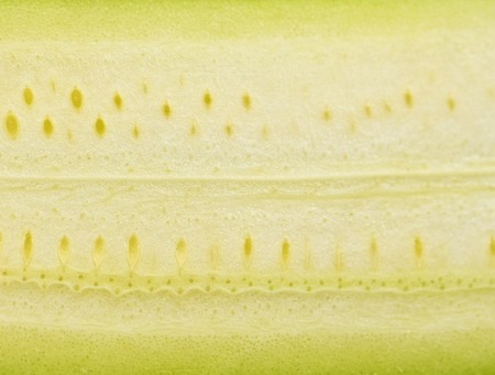 Zucchiniの写真素材