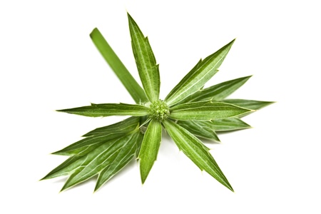 Thai Corianderの写真素材