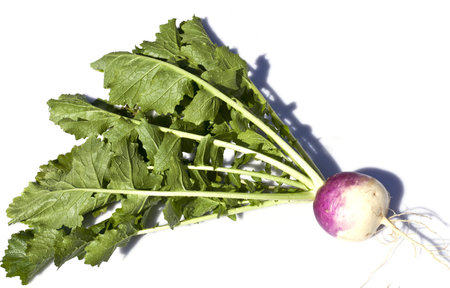 Turnip Purple Top Milan