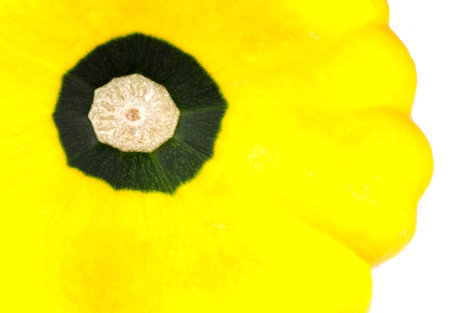 Custard Marrow Squash on white background