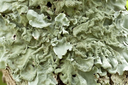 Parmotrema is a lichen common on trees in moister areas of Australia の写真素材