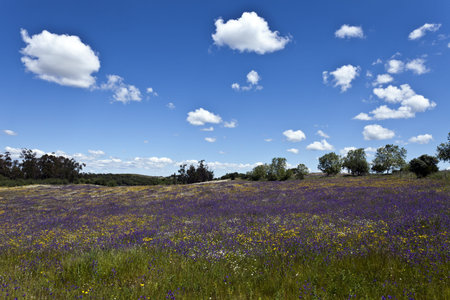 Fields in Spring Seasonの写真素材