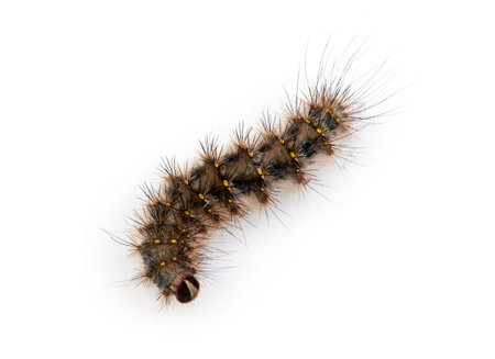 Hairy Caterpillar with dense tufts of black spines