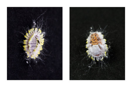 Top and belly view of a Mealybug, an unarmored Scale insects of the order Hemiptera, found in moist,...