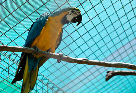 The blue and yellow macaw (Ara ararauna) is a large South American parrot with blue top parts and yellow under parts.の写真素材