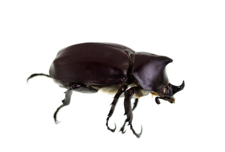 The Male Rhinoceros Beetle, also called Xylotrupes Ulysses, is an insect that lives on decaying...
