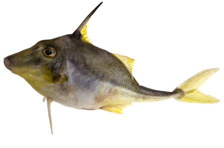 Yellowfin tripodfish, Tripodichthys angustifrons, is a fish with two long and hard spines on the bottom and one on top as part of the dorsal fin. It also has a very rough skin.の写真素材
