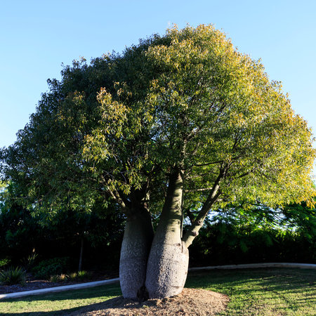 The bottle tree, Brachychiton rupestris, is a drought deciduous succulent tree native to Queensland,...