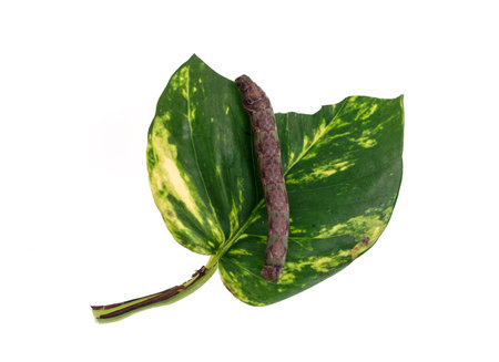 The caterpillars hawkmoth larva, Eupanacra splendens, are green with large eyespots. A white line...