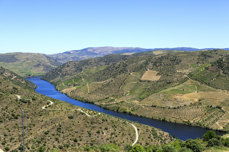 Magnificent view of the low altitude schisty hills, river and vineyards terraces of the Douro Valley, Portugalの写真素材