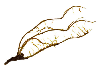 Fibers that involve the pulp of a tamarind fruit inside the shell or pod