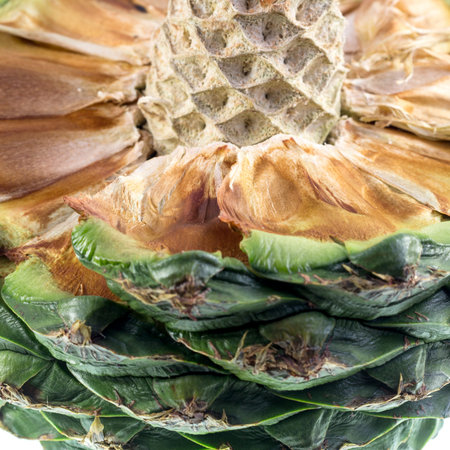 Detail of a ripe bunya pine, Araucaria bidwillii, cone fruit showing the central core structure and...