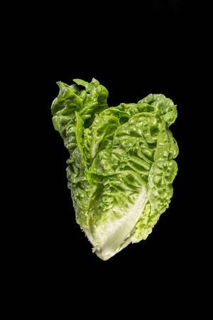 Cos or Romaine Lettuce (Lactuca Sativa L. var. longifolia) in a black backgroung. It is a variety of lettuce with a tall head of sturdy dark green leaves with firm ribs down their centers.の写真素材