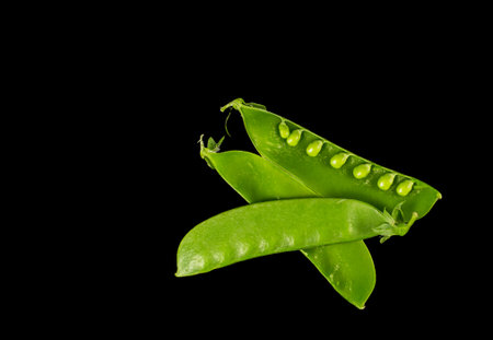 Snow pea, Pisum sativum var. saccharatum, in a black background. It is a variety of pea which is...